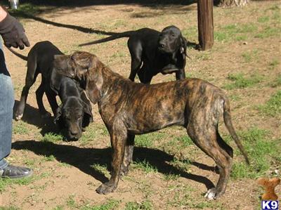 excellent quality Fila Brasileiro pups