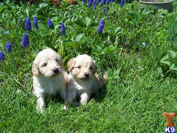 miniature goldendoodle puppies for sale. Miniature F1 Goldendoodle puppies in NY - Goldendoodles Puppies for Sale