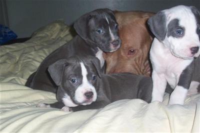 Tri Colors Sold $2000