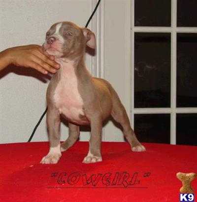 BLUE and CHAMPAGNE 2x KING LIOn AMERICAN PIT BULLS UKC REGISTERED PUPPIES