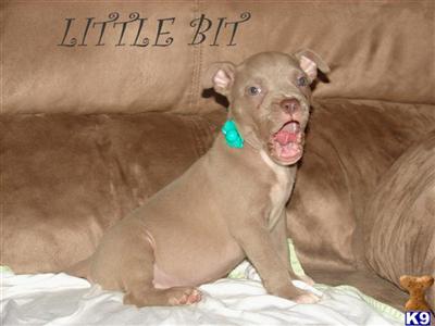 BLUE AND CHAMPAGNE 2x KING LION BREED AMERICAN PIT BULLS UKC REGISTERED