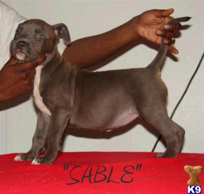 BLUE AND CHAMPAGNE 2x KING LION BREED AMERICAN PIT BULLS UKC REGISTERED