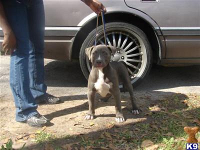 BLUE AND CHAMPAGNE 2x KING LION BREED AMERICAN PIT BULLS UKC REGISTERED
