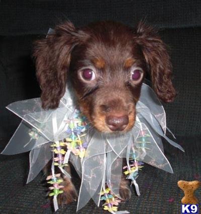 Coco longhaired chocolate  tan piebald female doxie $300