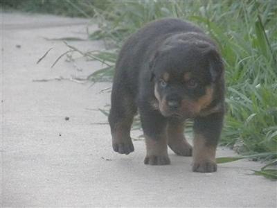 DONT MISS OUT ON A FINE ROTTY