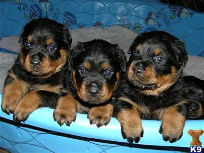 ONE MALE LEFT