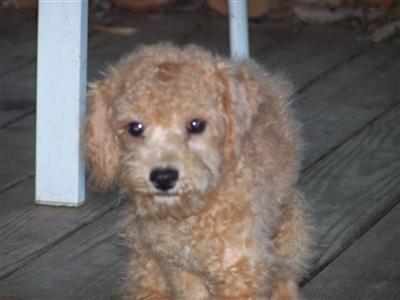 Cockapoos and Snoodles pups available