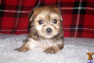 Little Morkie Girl