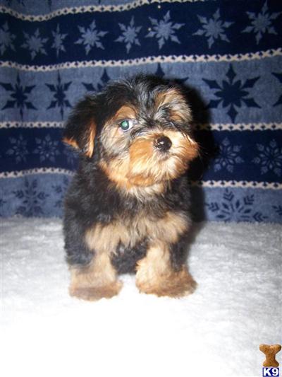 Two beautiful litters of Yorkies