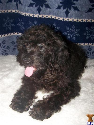 Yorkipoo actually