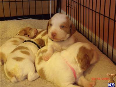 Pending final Payment////Brittany Spaniel - PINK Collared Girl/#1