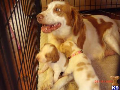 Pending Final Payment ///Brittany Spaniel - PINK STRIPED Collared Girl #3