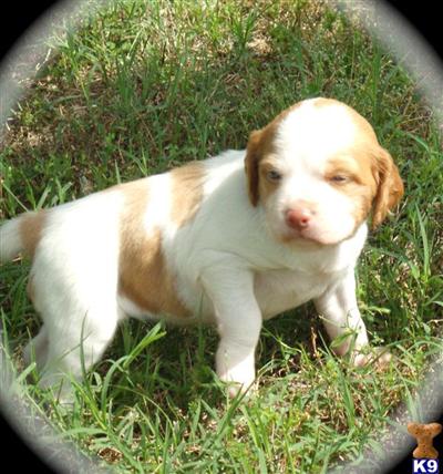 Pending final payment///Brittany Spaniel - FLOWERED Collared Girl #2