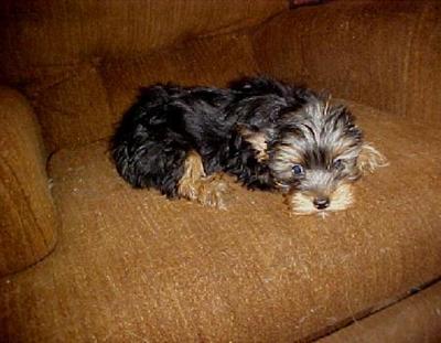 AKC Yorkie Puppy