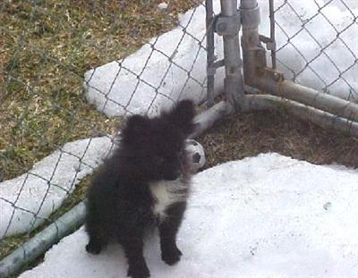 AKC Pomeranian Puppies