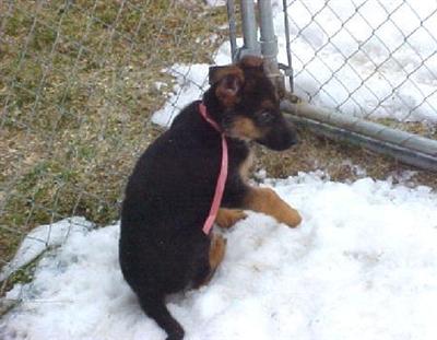 AKC German Shepherd Pups