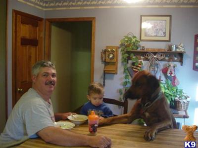 Rhodesian Ridgeback AKC OFA