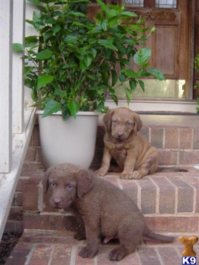 Chesapeake Bay Retriever AKC