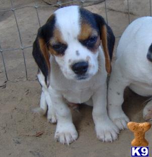 Alvin - Adorable Tri Color Beaglier Boy