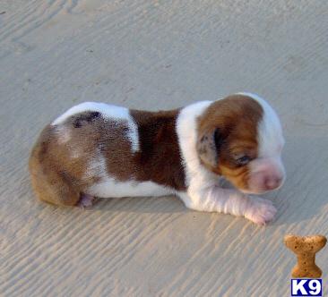 Opal - Gorgeous Red and White Mini Dachshund Girl