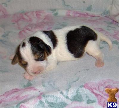 Lenny - Adorable Tri Color Beaglier Boy