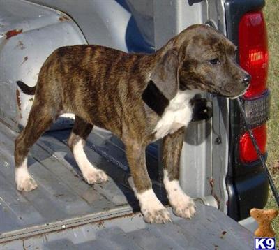 Essy - Adorable Brindle Boggle Girl