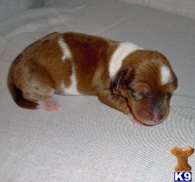 Saxon - Gorgeous Red and White Mini Male