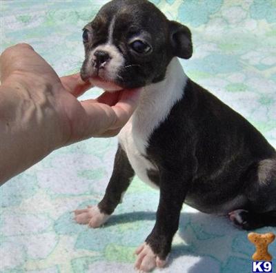 Allana - Adorable Brindle Boston Girl
