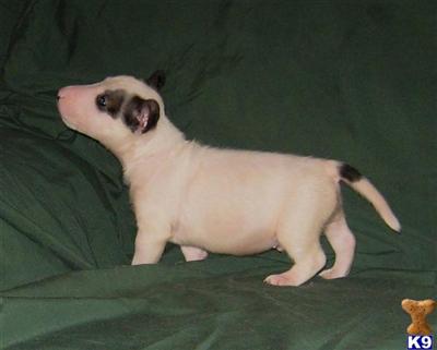 mini Bull Terriers AKC