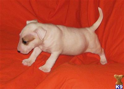miniture Bull Terrier AKC