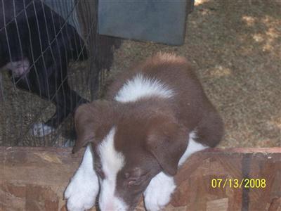 PCBORDERCOLLIES FOR SALE-only one left r/w female