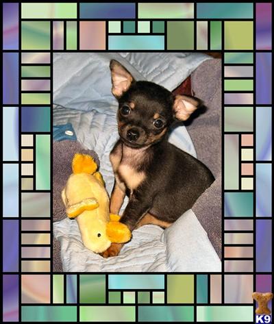 Peanut aka Poopie