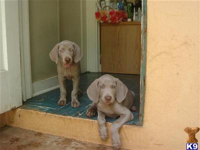 Weimaraner puppies
