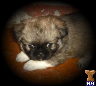Pekingese and Peke-a-poo puppies