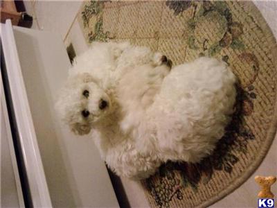 Bichon Frise puppies at NJ