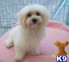 Breeding Pair Of Maltese