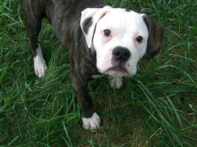 Brutus
