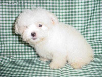 Mr Cotton 2