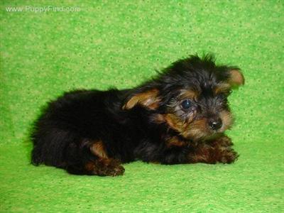 AKC Cloe 1
