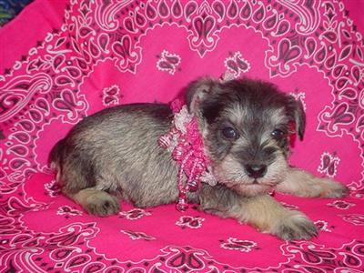 Ms Trixie
