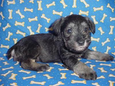 Mr Trixie 2