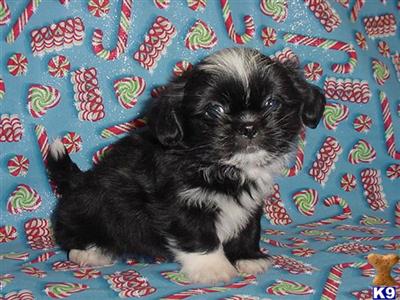 AKC Summer 2