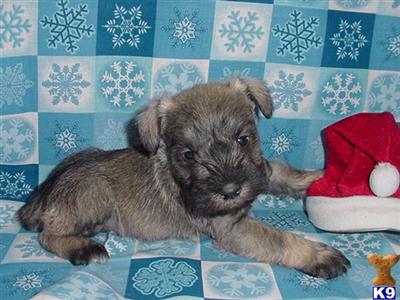 AKC Miracle1
