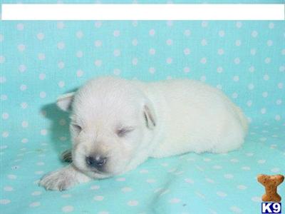 AKC Sweetie1