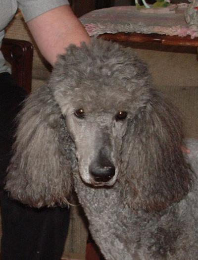 Goldendoodles