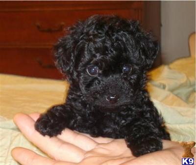 Adorable Black Toy Poodles