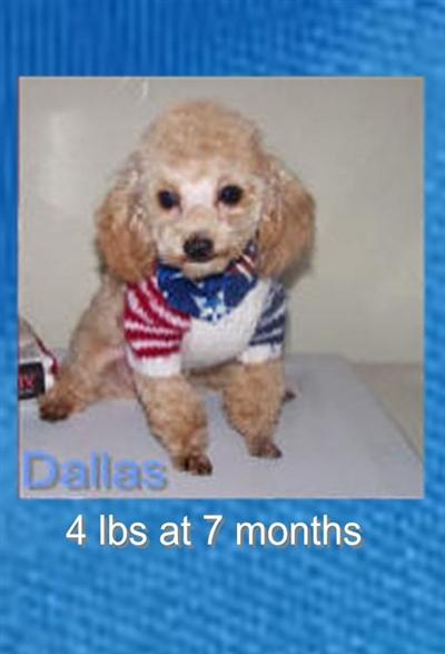 Dallas