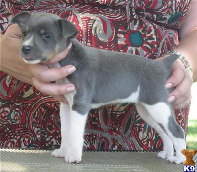 Beautiful Female Rat Terrier