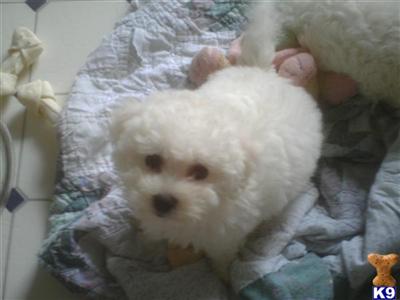 CKC FEMALS BICHON FRISE