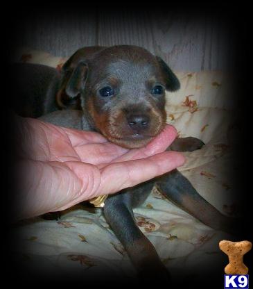Miniature Pinscher Pups